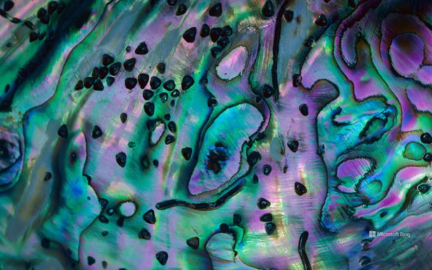 Blackfoot paua (rainbow abalone) shell, New Zealand