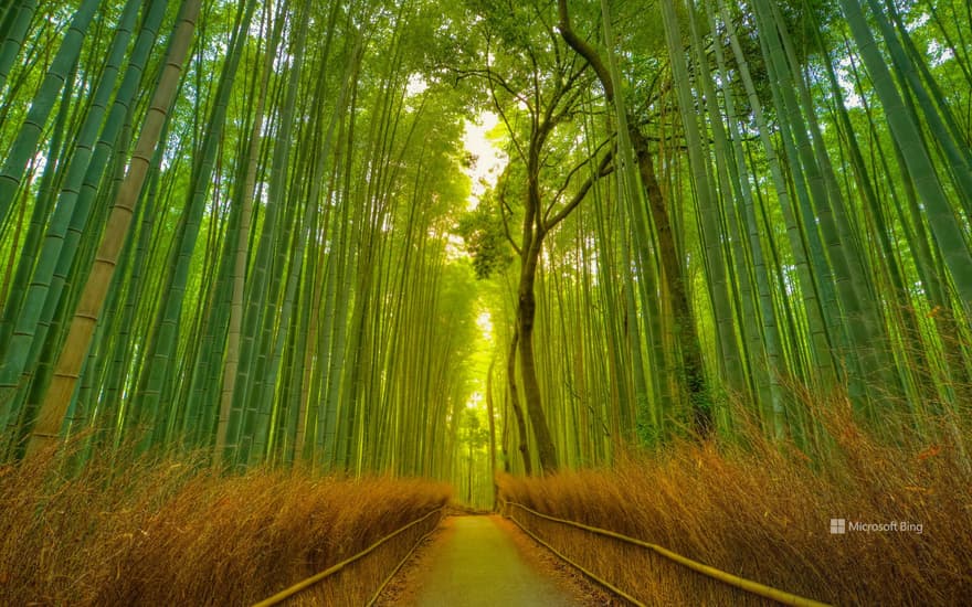 Footpath in the Arashiyama Bamboo Grove, Kyoto, Japan