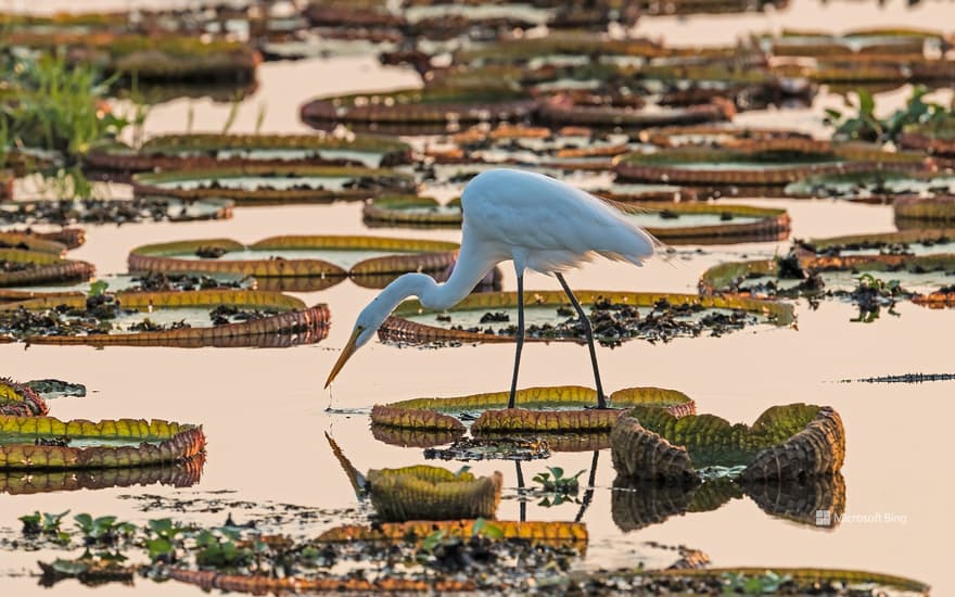 Great egret in the Pantanal, Brazil