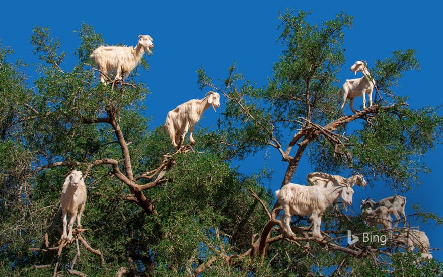 Goats in an argan tree near Essaouira, Morocco