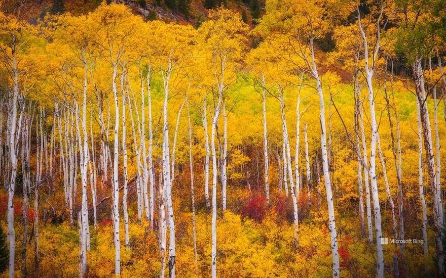 Aspens near Marble, Colorado, USA