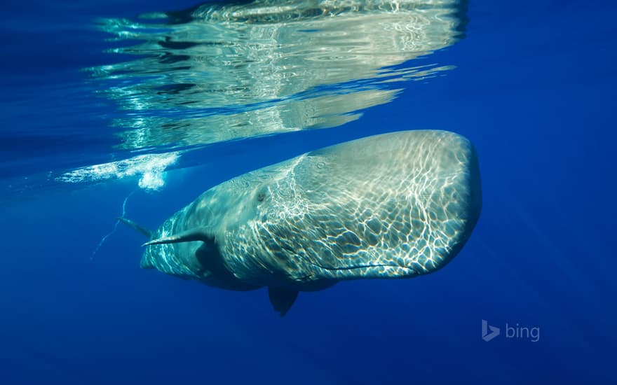 Sperm whale off the coast of the Azores, Portugal