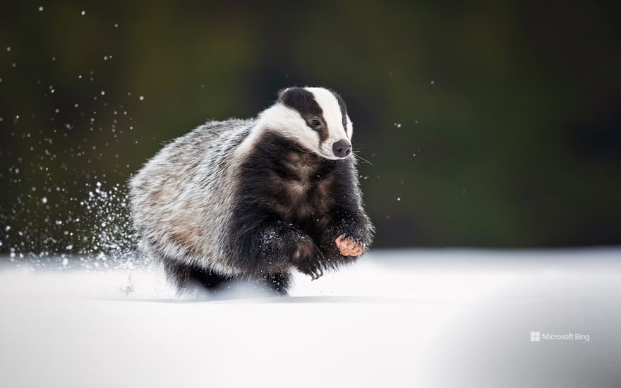 European badger