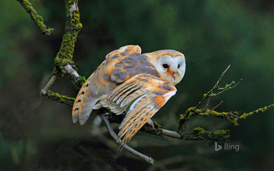 Barn owl sitting on a branch