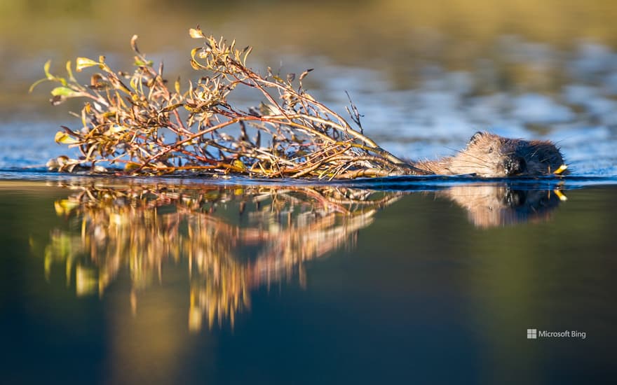 North American beaver in a pond near Wonder Lake, Denali National Park, Alaska, USA