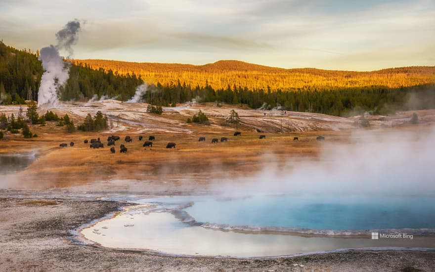 Bison grazing at thermal hot springs, Yellowstone National Park, Wyoming