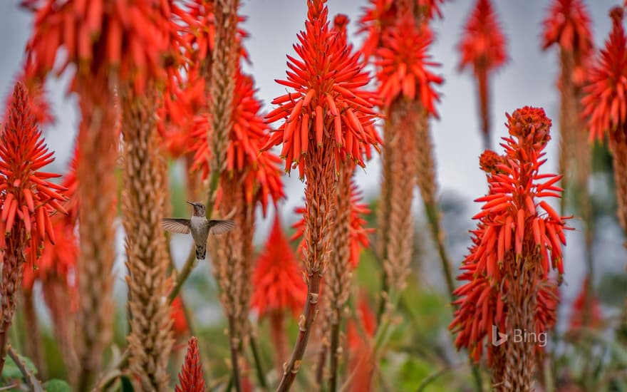 Hummingbird near blooming aloe plants in Laguna Beach, California