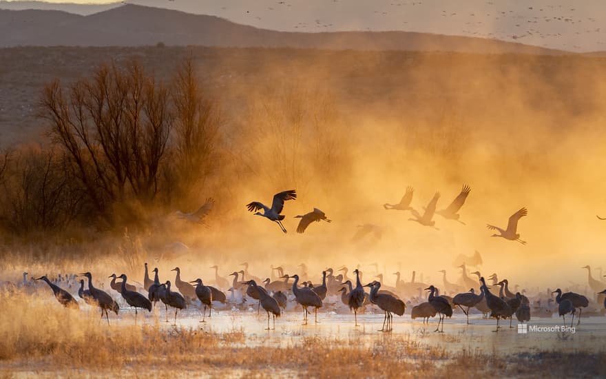 Sandhill cranes, Bosque del Apache National Wildlife Refuge, New Mexico, USA