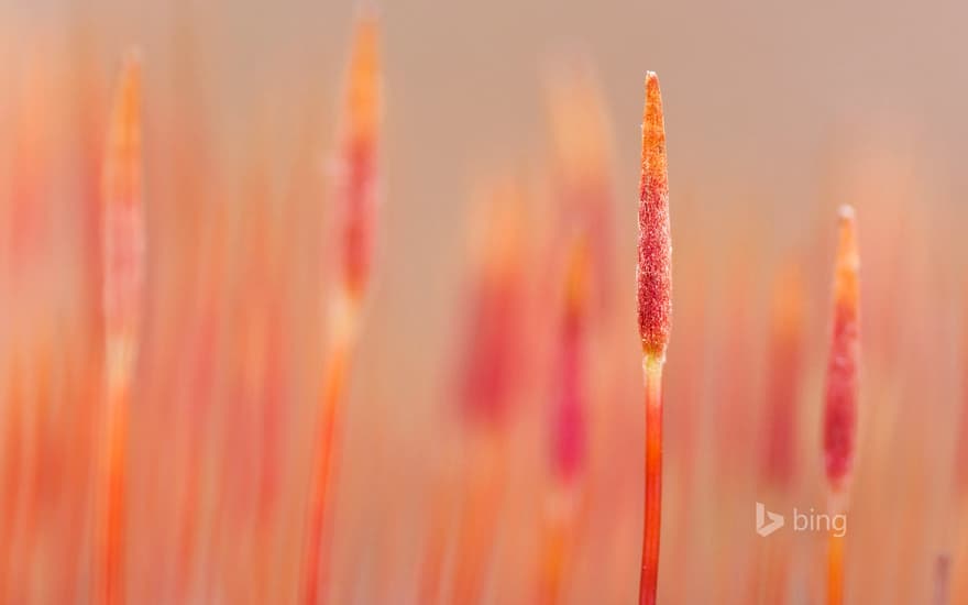 Macro picture of a variety of bristly haircap moss