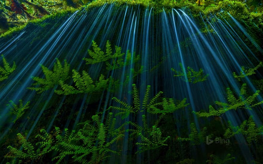 Ferns in the Oregon side of the Columbia River Gorge