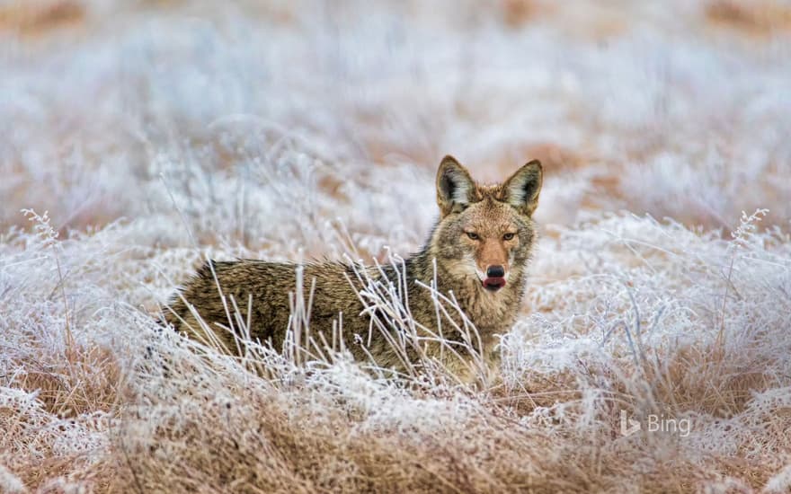 Coyote in Marymoor Park, Redmond, Washington