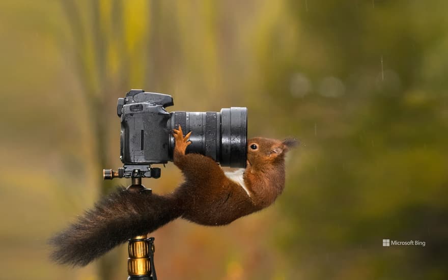 Squirrel looking into the lens of a camera