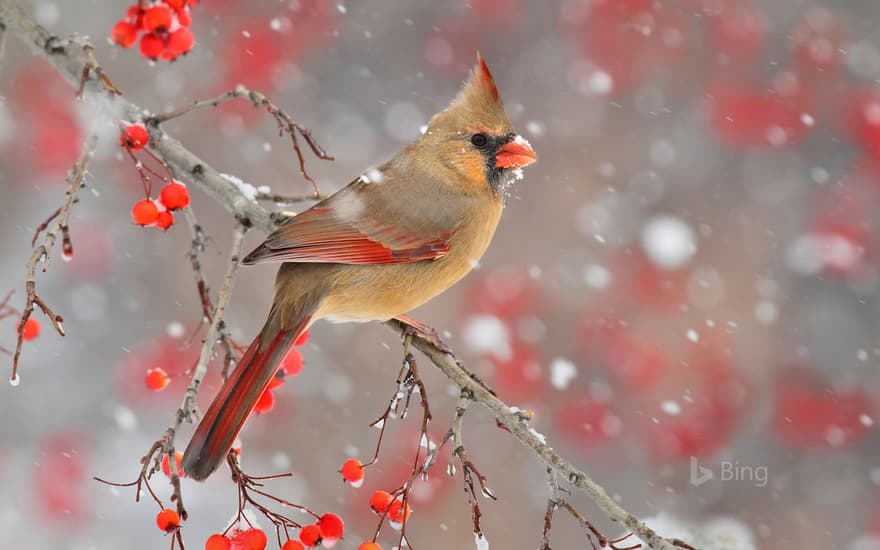 A female northern cardinal