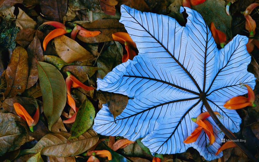 Cecropia leaf on top of lobster claw petals, Mexico