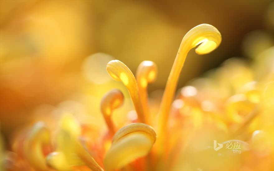 Chrysanthemum closeup