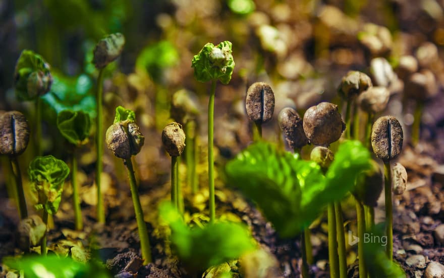 Coffee sprouts in Costa Rica