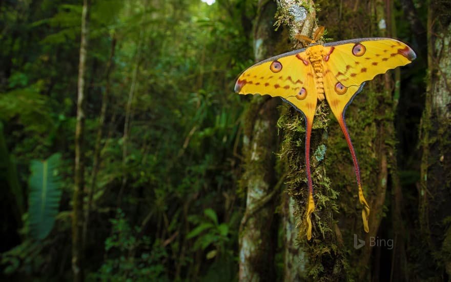 Comet moth in Ranomafana National Park, Madagascar