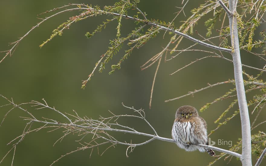 Northern pygmy owl,  Cypress Mountain, British Columbia, Canada