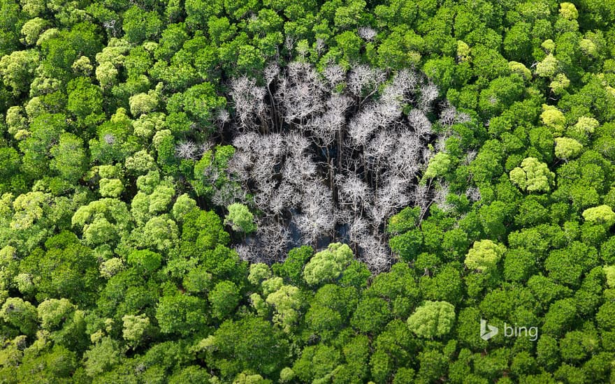 Rainforest trees burned by lightning in Daintree National Park, Far North Queensland, Australia