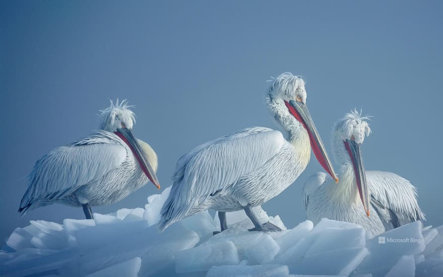 Dalmatian pelicans on ice, Lake Kerkini, Greece