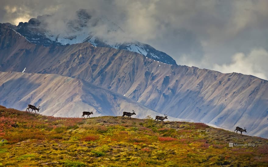 Barren-ground caribou in Denali National Park and Preserve, Alaska, USA