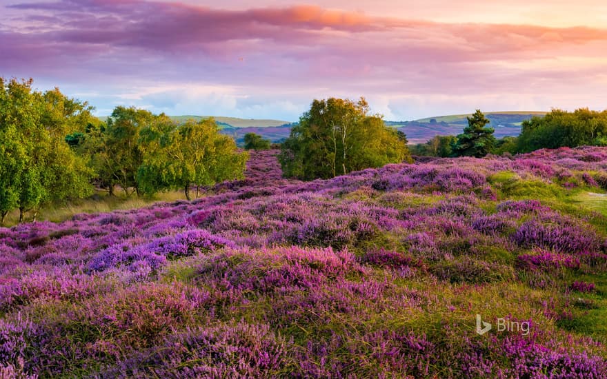 Purple and pink heather on heathland near Studland, Dorset