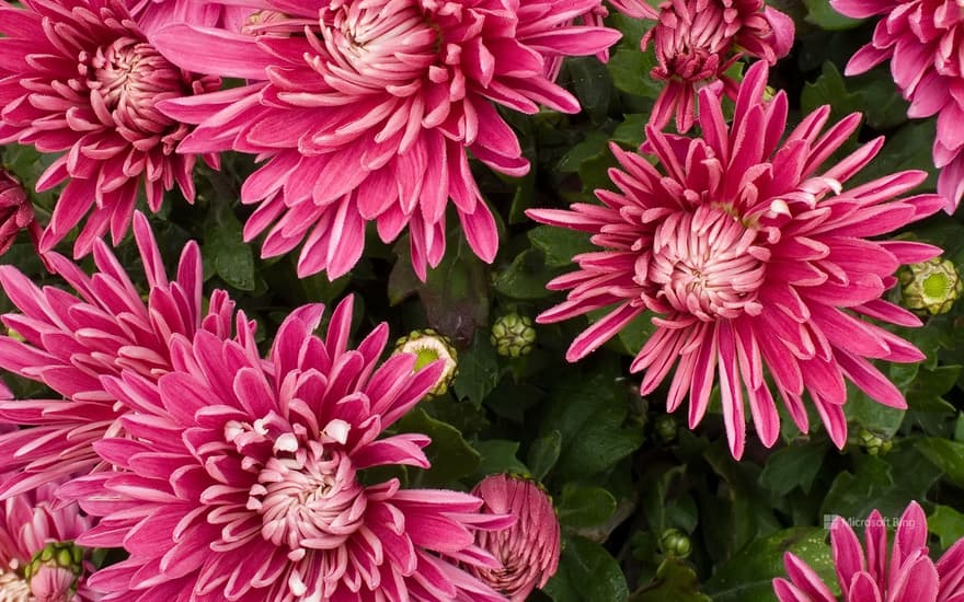 Chrysanthemum