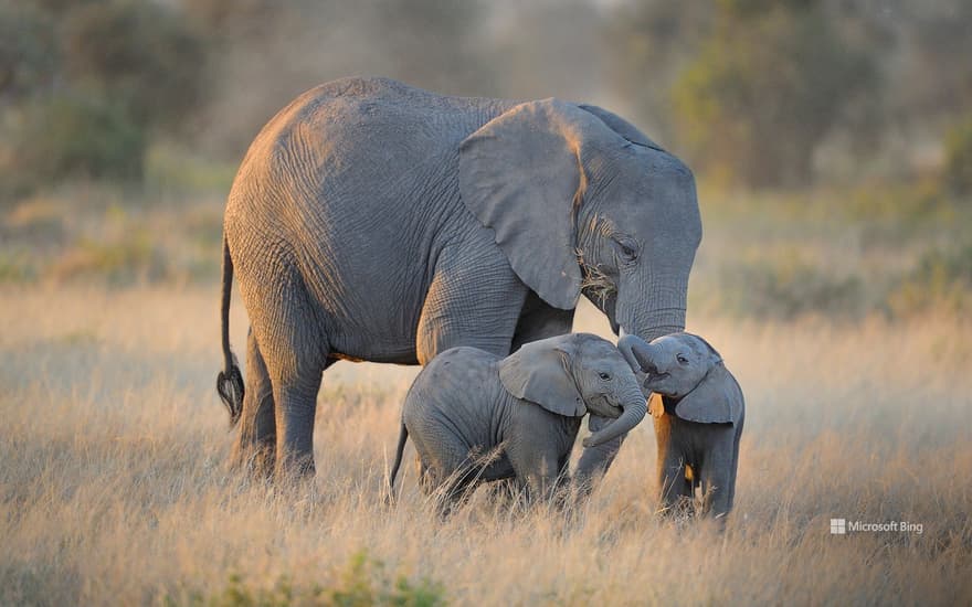 Elephant family in Amboseli National Park, Kenya