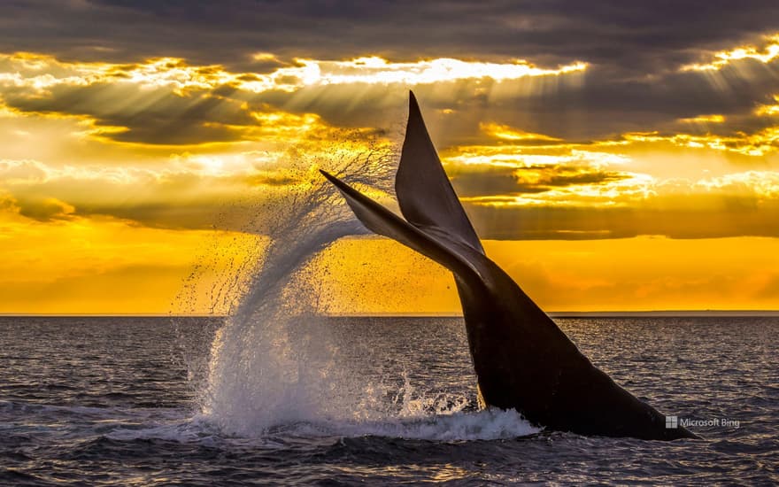 Southern right whale diving in the Golfo Nuevo near the Valdes Peninsula, Argentina