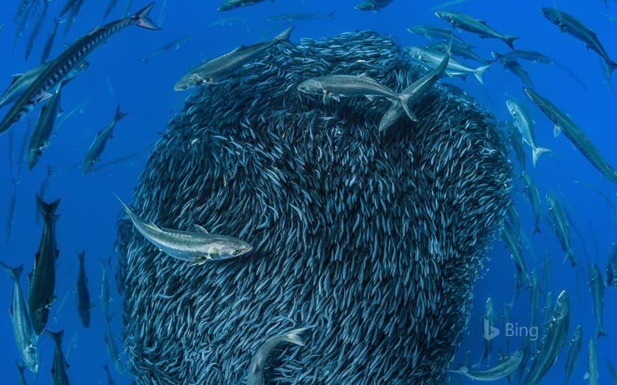 European barracuda and bluefish circling a bait ball of Atlantic horse mackerel off the shore of the Formigas Islets, Azores