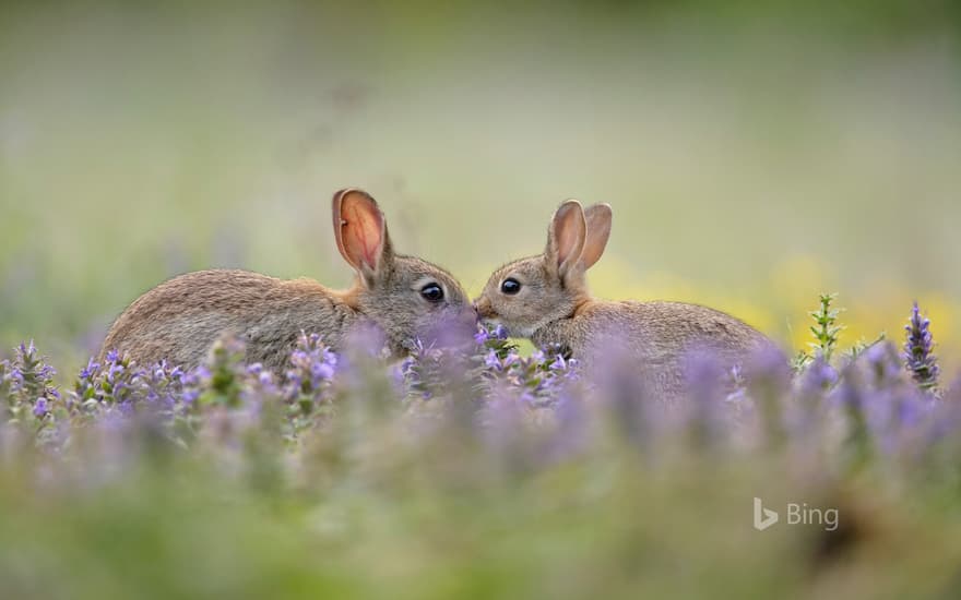 European rabbit kit greeting its parent, France