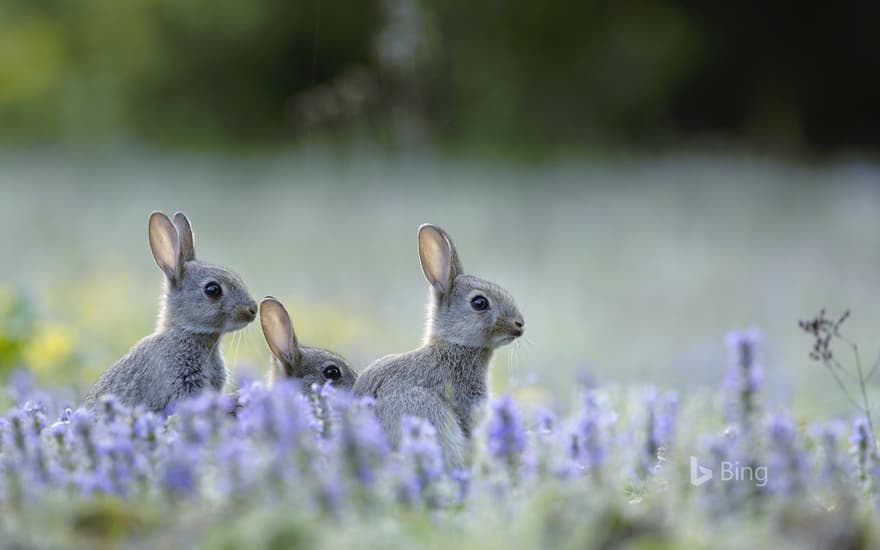 Young wild rabbit