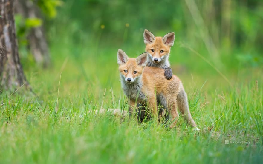 Two young red foxes playing, Germany