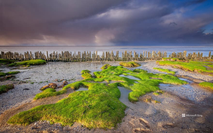 Wadden Sea coast, near Moddergat, Friesland, Netherlands