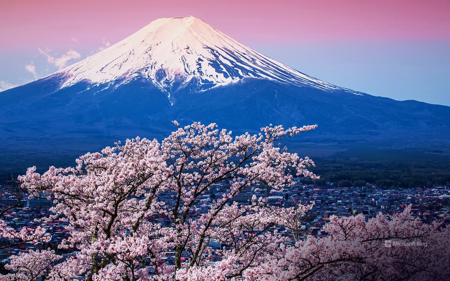 Mt. Fuji and Sakura, Yamanashi Fujikawaguchiko Town