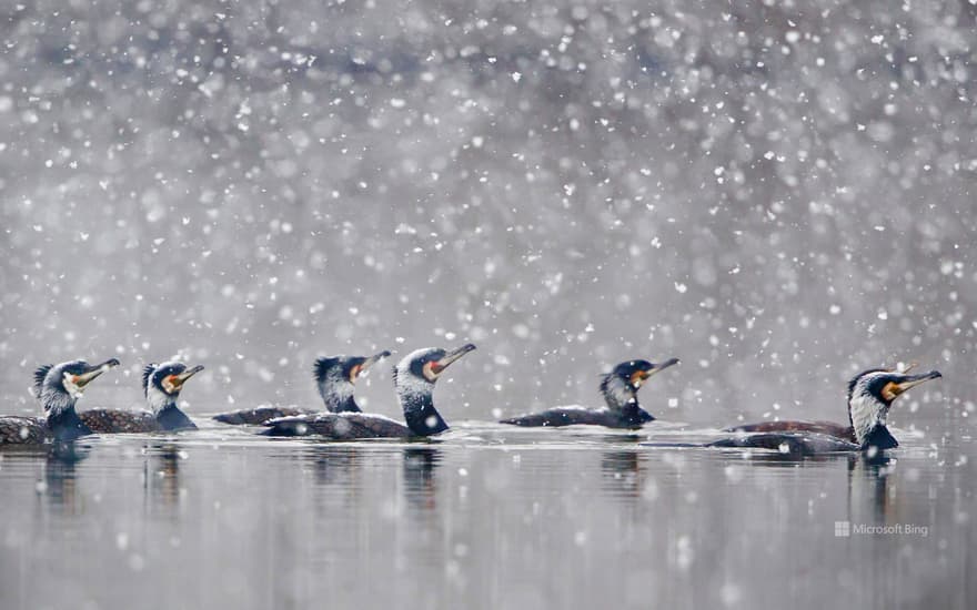 Great cormorants, Hesse, Germany