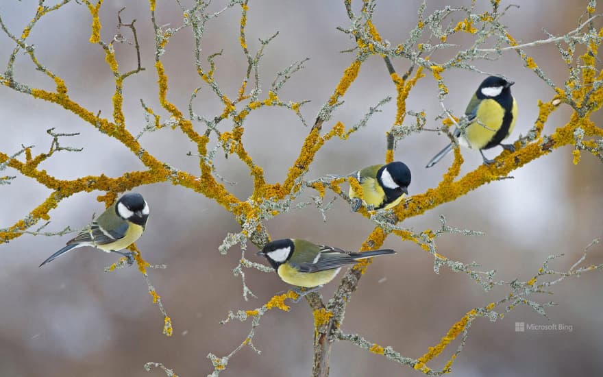 Great tits, France