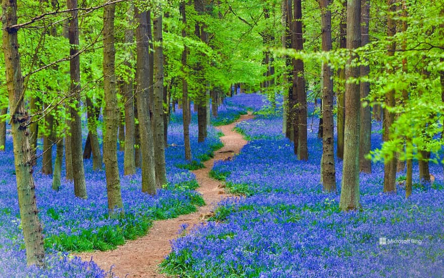 Bluebells, Hertfordshire, England