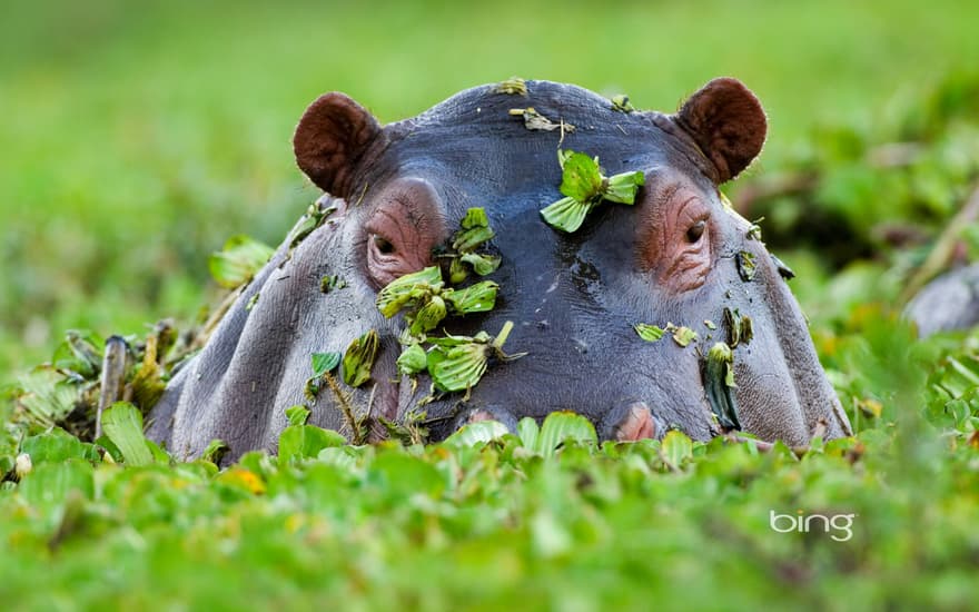 Hippopotamus, Masai Mara National Reserve, Kenya