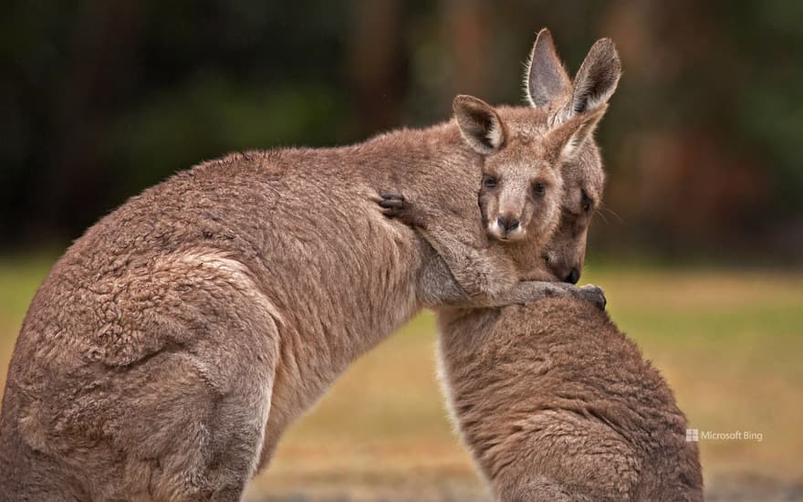 Kangaroo mother and baby