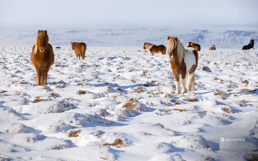 Icelandic horses standing in a field, Iceland