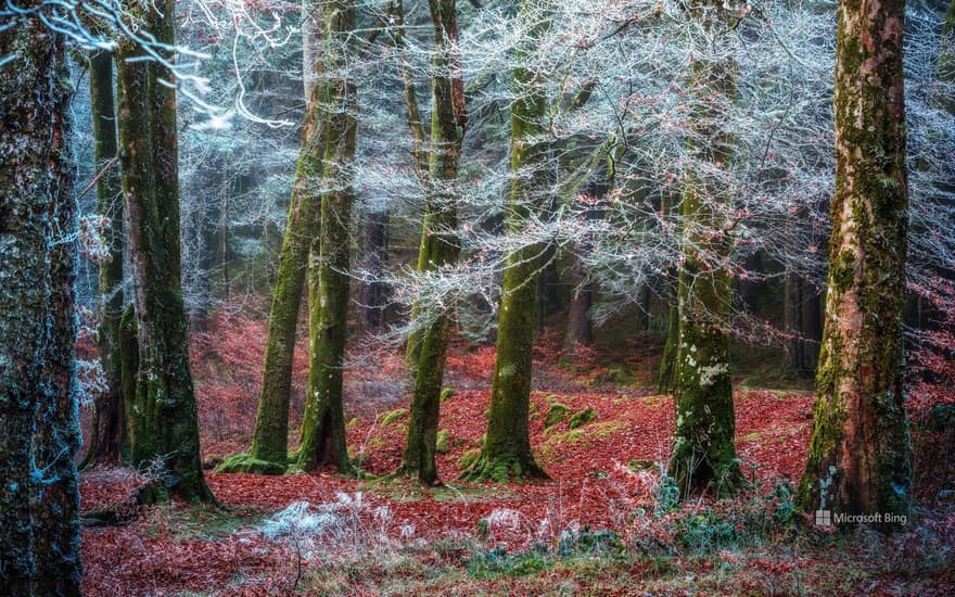 Forest near Invergarry, Scotland