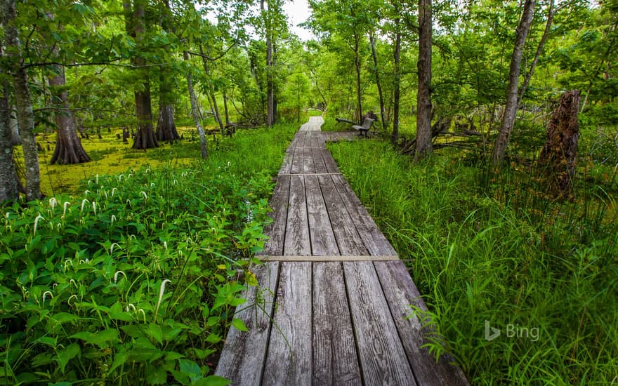 Barataria Trail, part of Jean Lafitte National Historical Park, Louisiana