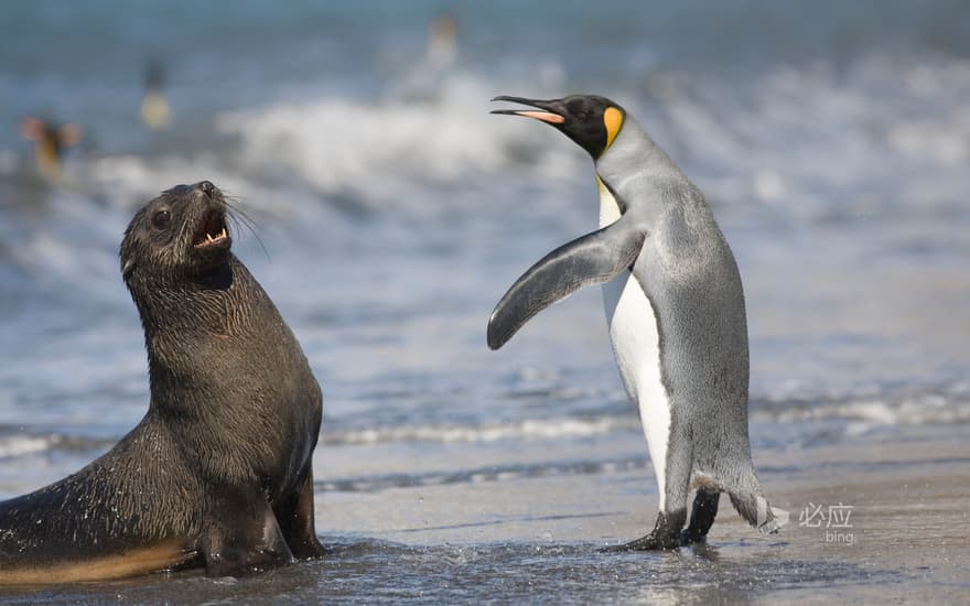 King Penguins and Antarctic Fur Seals in St Andrews Bay, South Georgia Island, March 2006