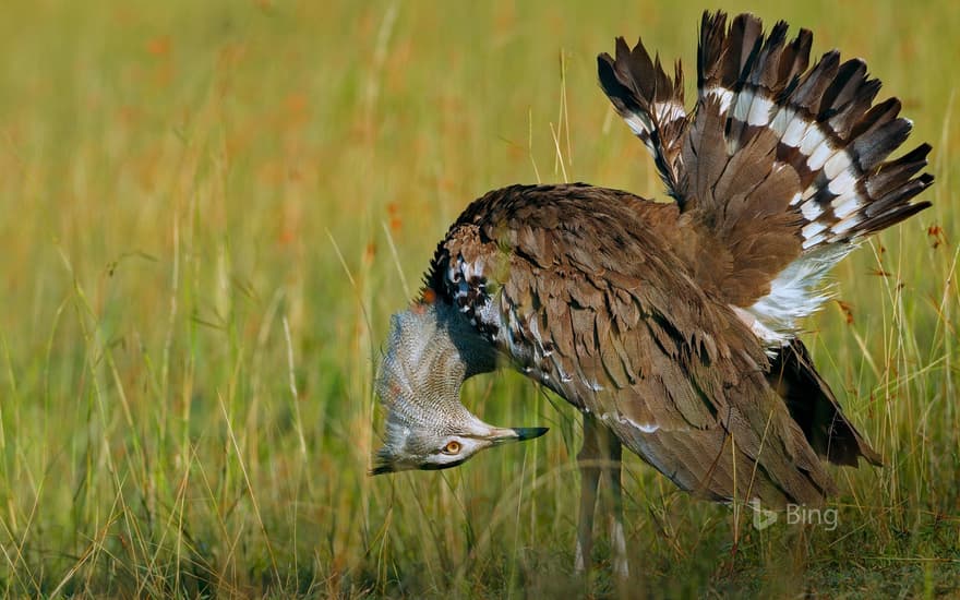 Male kori bustard, Maasai Mara National Reserve, Kenya