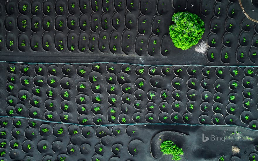 Aerial view of La Geria vineyards, Lanzarote, Canary Islands, Spain