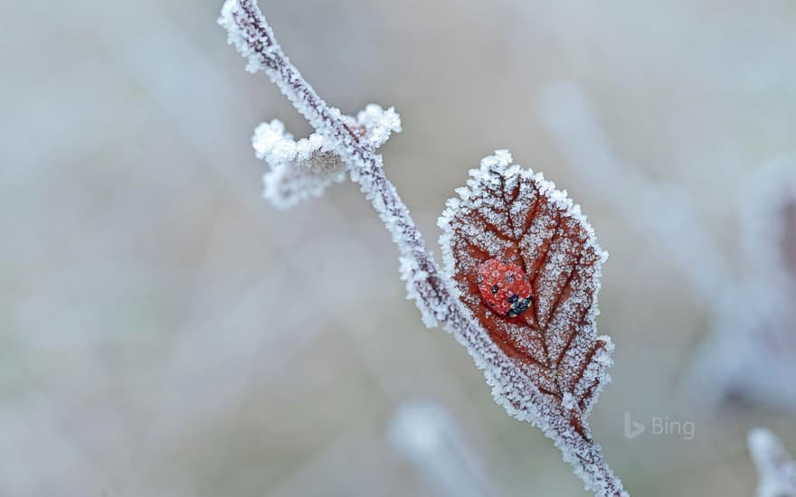 A ladybird hibernates in Tewin, England