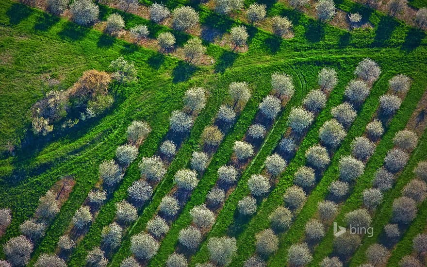 Cherry orchards bloom in Mason County, Michigan