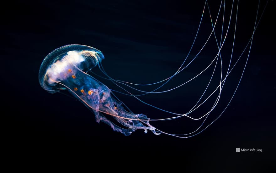 Jellyfish swimming in the Pacific, Guerrero, Mexico