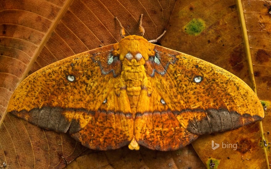 Saturniid moth, Yasuni National Park, Ecuador